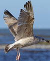 2cy argentatus in February, ringed in Norway. (75189 bytes)