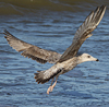 2cy argentatus in February, ringed in Norway. (75189 bytes)