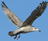 2cy argentatus in February, ringed in Norway. (75189 bytes)