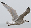 Herring Gull