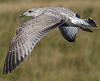 1cy argenteus in August (79569 bytes)