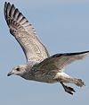 1cy argenteus in August (79569 bytes)