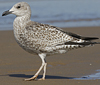 1cy argenteus in August (79569 bytes)