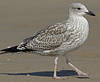 1cy argenteus in August (79569 bytes)