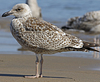 1cy argenteus in August (79569 bytes)