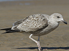 1cy argenteus in August (79569 bytes)