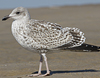 1cy argenteus in August (79569 bytes)