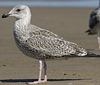 1cy argenteus in August (79569 bytes)