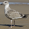 1cy argenteus in August (79569 bytes)