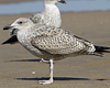 1cy argenteus in August (79569 bytes)