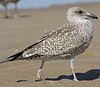 1cy argenteus in August (79569 bytes)