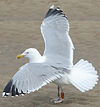 Herring Gull