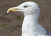 1cy argenteus in August, ringed in Belgium. (90559 bytes)