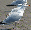 Herring Gull