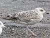 1cy argenteus in November, ringed in Belgium. (25637 bytes)