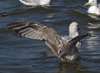 2cy argentatus in July. (70842 bytes)