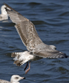 2cy argentatus in July. (70842 bytes)