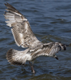 2cy argentatus in July. (70842 bytes)