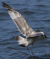 2cy argentatus in July. (70842 bytes)
