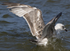 2cy argentatus in July. (70842 bytes)