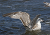 2cy argentatus in July. (70842 bytes)