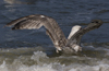 2cy argentatus in July. (70842 bytes)