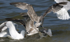 2cy argentatus in July. (70842 bytes)