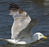 2cy argentatus in July. (70842 bytes)
