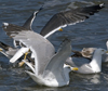 2cy argentatus in July. (70842 bytes)