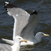 2cy argentatus in July. (70842 bytes)