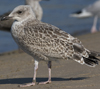 2cy argenteus in July, ringed in Belgium. (65600 bytes)