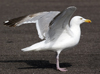 2cy argentatus in July. (70842 bytes)