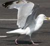 2cy argentatus in July. (70842 bytes)