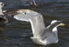 2cy argentatus in July. (70842 bytes)
