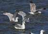 2cy argentatus in July. (70842 bytes)