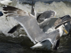 2cy argentatus in July. (70842 bytes)