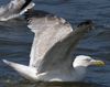 2cy argentatus in July. (70842 bytes)