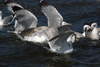 2cy argentatus in July. (70842 bytes)