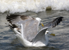 2cy argentatus in July. (70842 bytes)