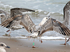 2cy argenteus in February, ringed in the Netherlands. (27385 bytes)