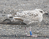 1cy argenteus in November, ringed in Belgium. (25637 bytes)