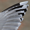 3cy argentatus in January. (80207 bytes)