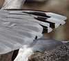 3cy argentatus in January. (80207 bytes)