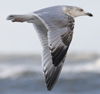 3cy argenteus in January, ringed in the Netherlands. (68274 bytes)