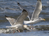 3cy argentatus in January. (80207 bytes)