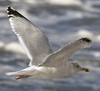 3cy argentatus in January. (80207 bytes)