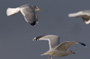 3cy argentatus in January. (80207 bytes)