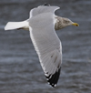 3cy argentatus in January. (80207 bytes)