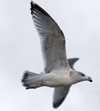 3cy argentatus in January. (80207 bytes)
