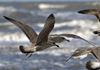 3cy argenteus in January, ringed in the Netherlands. (68274 bytes)